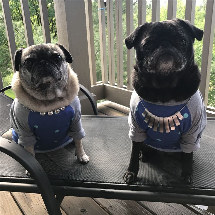 pug lularoe 84 best lularoe images on autumn fashion and fall fashion pug lularoe 84 best lularoe images on autumn fashion and fall fashion