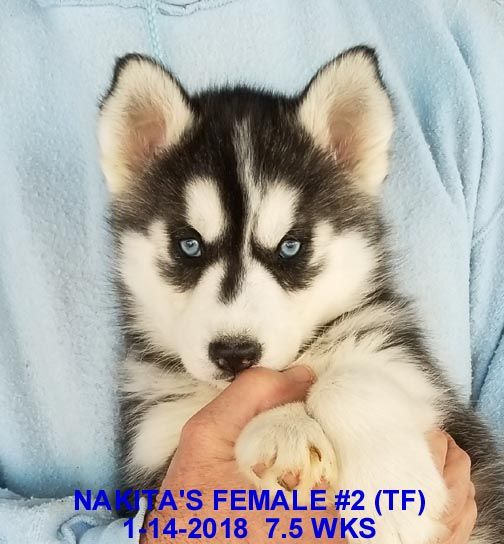 litter of 9 siberian