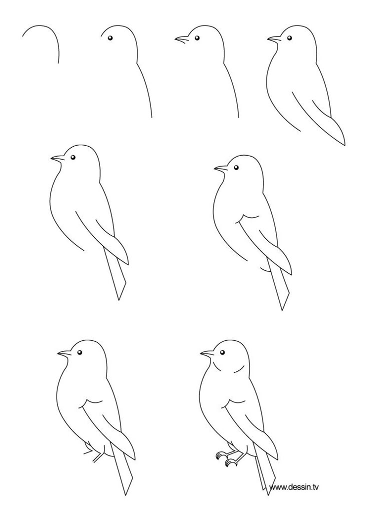 How to draw a bird step by step click to enlarge How to draw a bird step by step click to enlarge