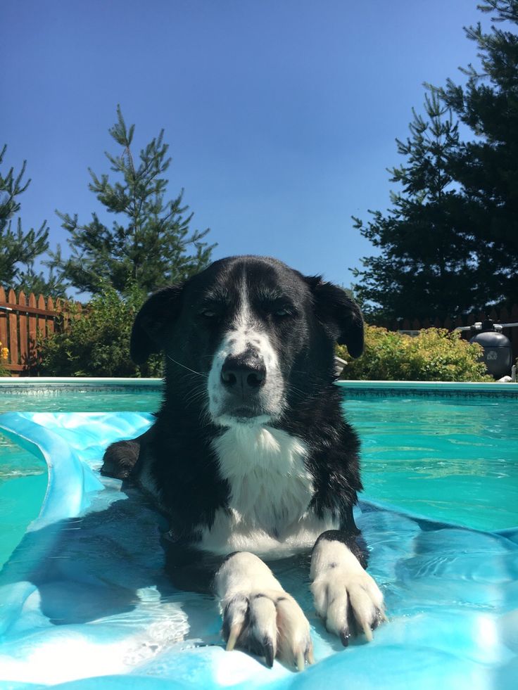 Big Dog Rescue Port Orchard Big Dog Rescue Port Orchard