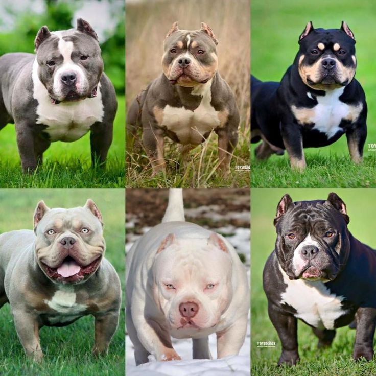 Pocket Bully Dog Breed Pocket Bully Dog Breed