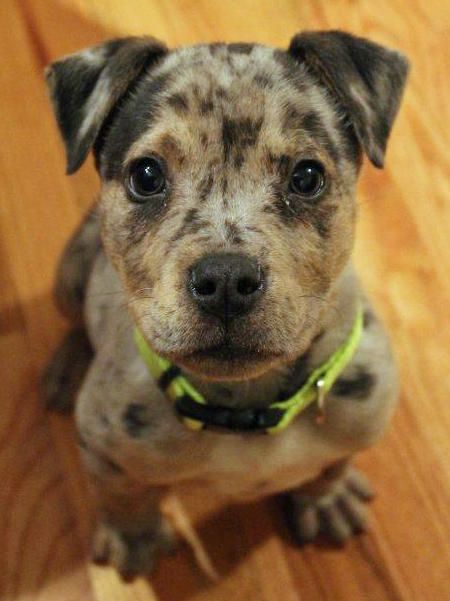 cutest puppy mixes best 25 leopard ideas on leopard catahoula breed names and cutest puppy mixes best 25 leopard ideas on leopard catahoula breed names and