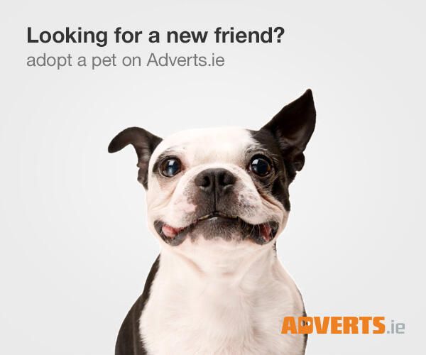 12 best Lost Pets and Pet Adoption Flyers images on Pinterest - lost pet flyer maker 12 best Lost Pets and Pet Adoption Flyers images on Pinterest - lost pet flyer maker