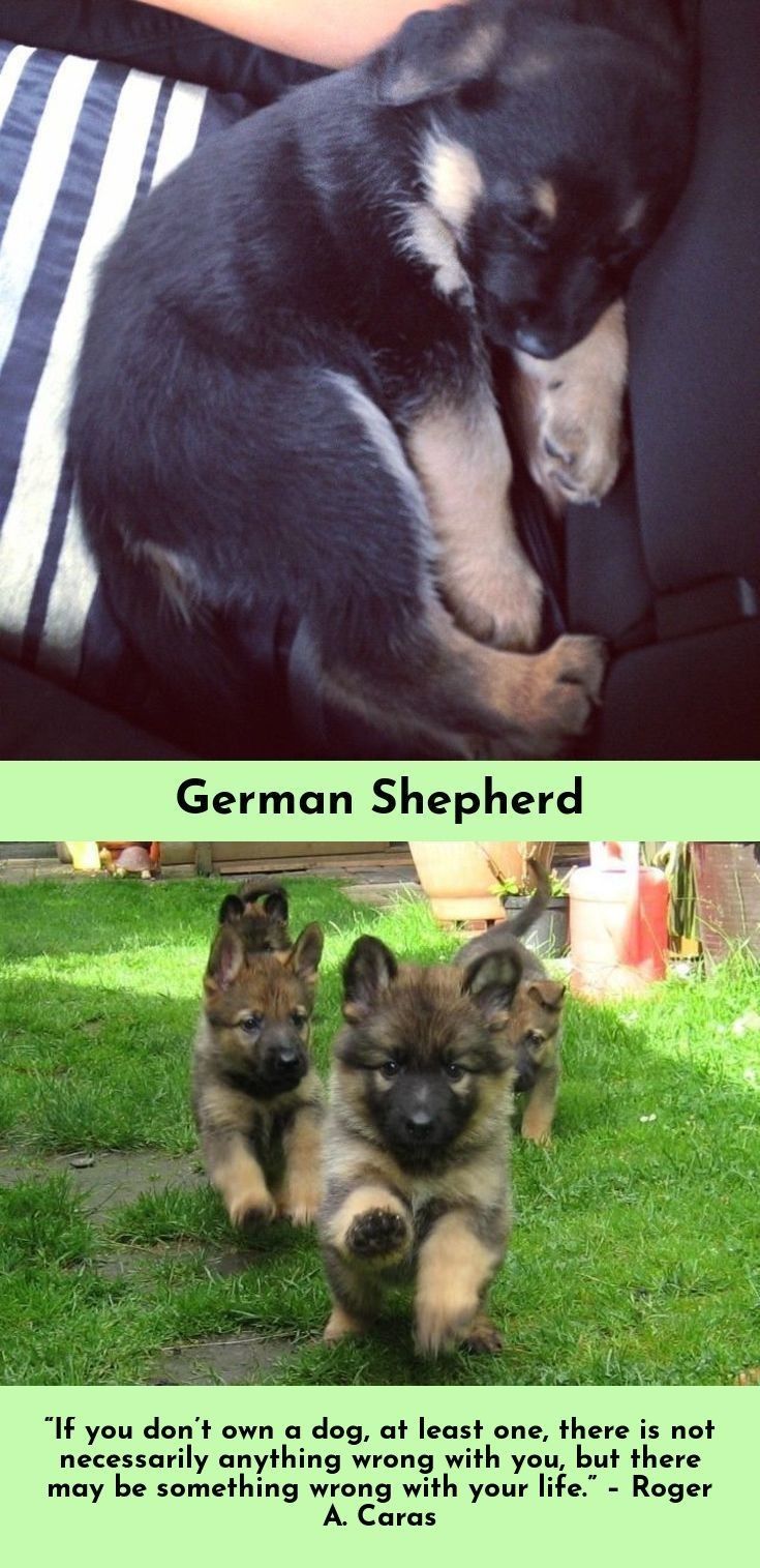 Check Out The Link For More German Shepherds Just Click On The