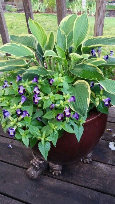 1060 best container garden images on Pinterest Hosta in a pot hmmm Hosta underplanted with Torenia Grows well in morning sun and afternoon shade