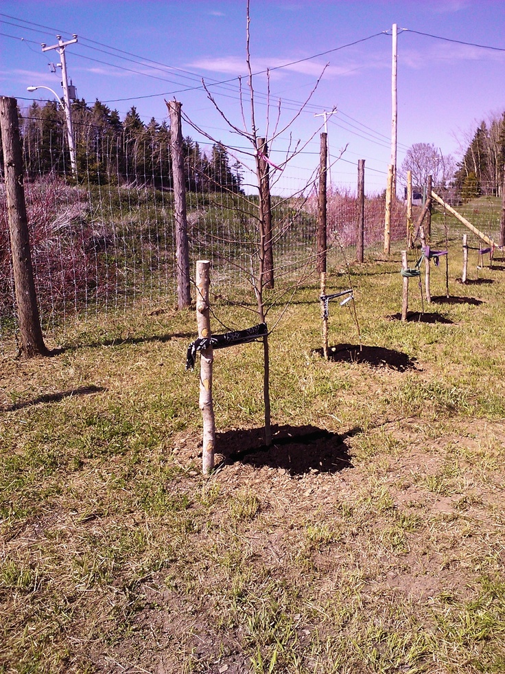 114 best Verger, potager, terre images on Pinterest Vegetable - comment installer la terre dans une maison 114 best Verger, potager, terre images on Pinterest Vegetable - comment installer la terre dans une maison
