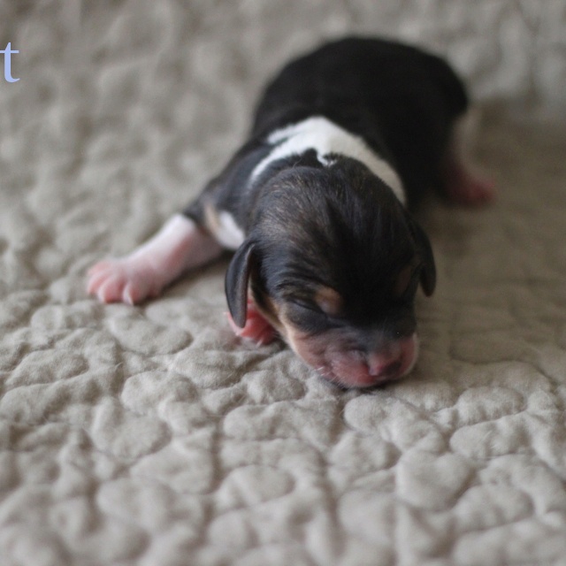 1 day puppies 1 day beagle puppy dogs beagle and animal 1 day puppies 1 day beagle puppy dogs beagle and animal