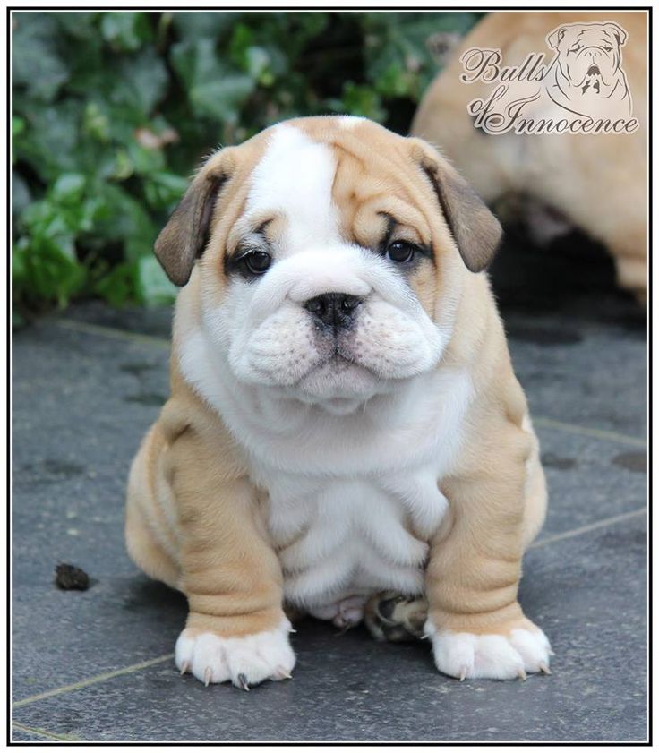 Learn What The Professionals Don T Want You To Know About Dogs You Can Get More Details By Clicking On The Image Cute Baby Animals Puppies Bulldog Puppies