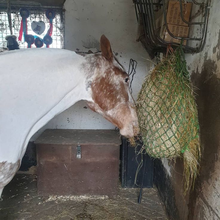 Download Appaloosa Horse in 2020 | Appaloosa horses, Horse coloring ...