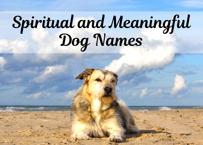 140 Meaningful Mystical And Spiritual Names For Dogs Dog Names Dog 140 Meaningful Mystical And Spiritual Names For Dogs Dog Names Dog