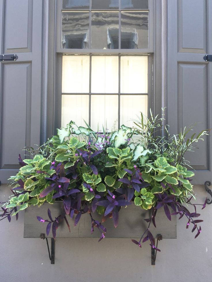 Roadtrip Reality: Charleston-Fensterboxen- #CharlestonFensterboxen #Reality #Ro...