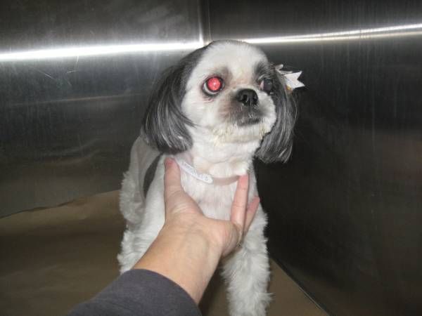 177 best *LOST \ FOUND PETS IN SC* images on Pinterest Bridge - craigslist greenville 177 best *LOST \ FOUND PETS IN SC* images on Pinterest Bridge - craigslist greenville