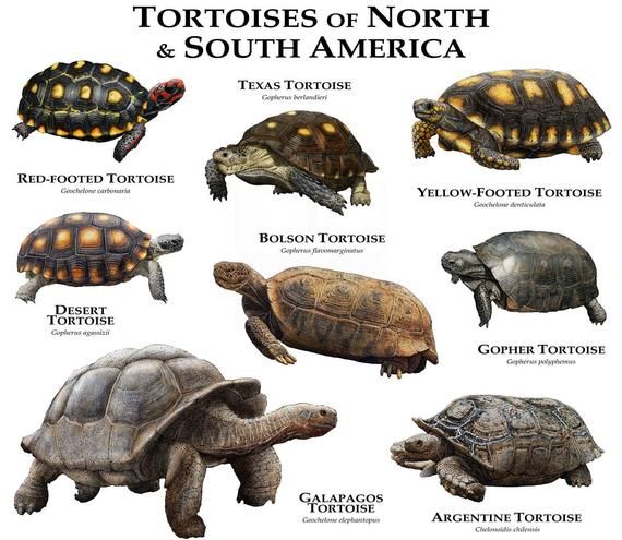 Fine Art Illustration Of All Species Of Tortoise Testudinidae
