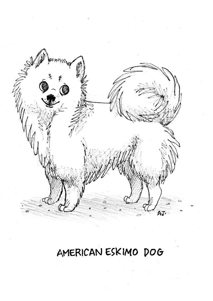 is a american eskimo dog right for me 8 best american eskimo dog images on pinterest american eskimo is a american eskimo dog right for me 8 best american eskimo dog images on pinterest american eskimo