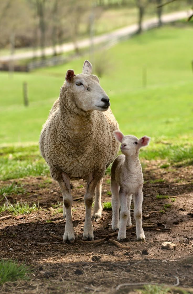 884 best cows and sheep images on Pinterest | Sheep, Farm animals ... for Happy Baby Lamb
54lyp 884 best cows and sheep images on Pinterest | Sheep, Farm animals ... for Happy Baby Lamb
54lyp