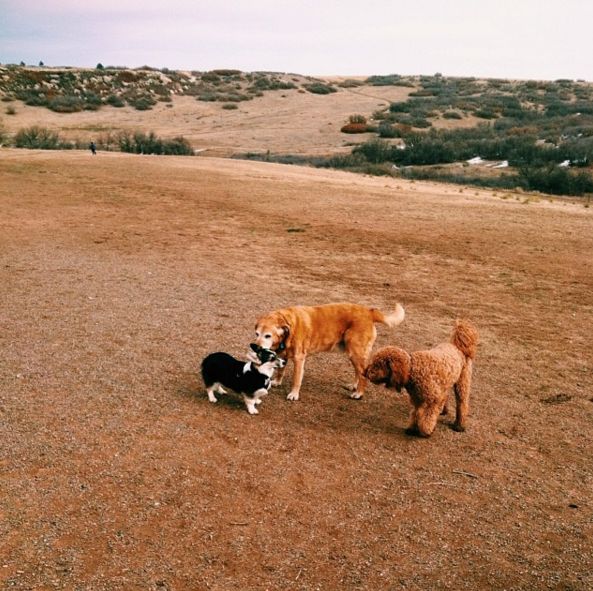 Howard Heuston Dog Park Howard Heuston Dog Park