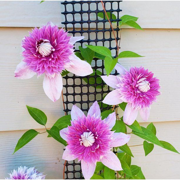 Scroll Trellis 108 Narrow Tall Plant Climbing Black Vinyl Natural Finish 3 Pack Com Plants Scroll Trellis 108 Narrow Tall Plant, Black Vinyl Garden Trellis