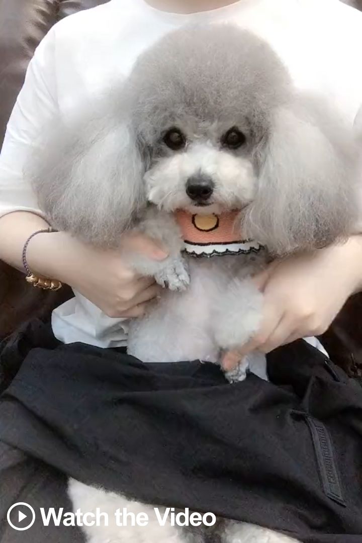 Poodles Are A Group Of Formal Dog Breeds The Standard Poodle