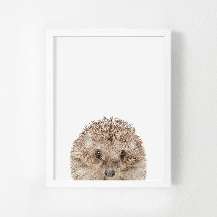 printable baby animal hedgehog wall decor hedgehog nursery print baby animal digital download BABY ANIMAL PRINT hedgehog baby animal