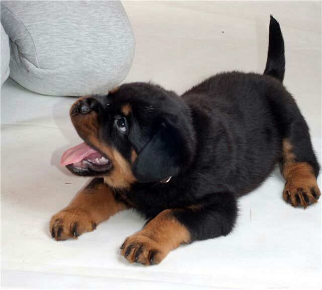 One Shoots Jack Johnson Chat Group Rottweiler Puppies