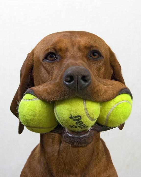 690 best Dogs Mutts Mixed Groups & Designer Dogs images dogs mutts mixed groups designer dogs