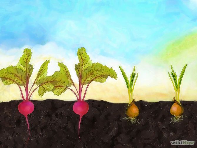 Grow Beetroot Growing beets, Growing vegetables, Growing Grow Beetroot Growing beets, Growing vegetables, Growing