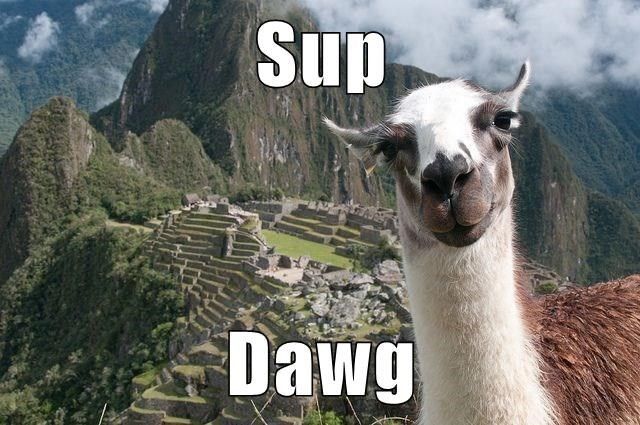 Sup Cat Memes Llama Animal Gifs sup-cat-memes-llama-animal-gifs