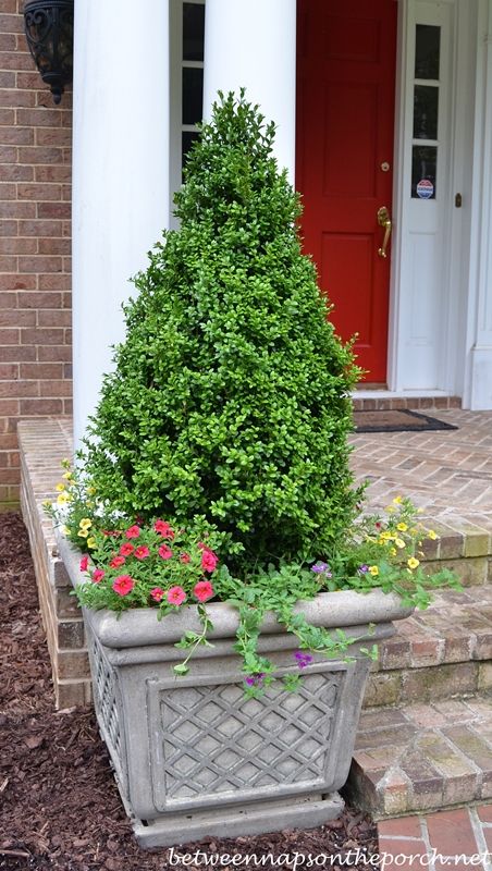 Top 25+ Best Boxwood Topiary Ideas On Pinterest Topiary Plants Boxwood Topiaries for a Traditional Landscape - Top 25+ Best Boxwood Topiary Ideas On Pinterest Topiary Plants