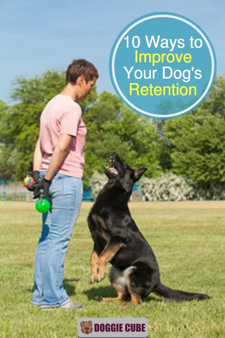 10 Ways To Improve Your Dog S Retention Dog Training Dog