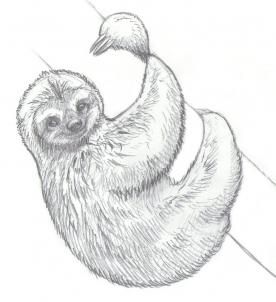 how to draw sloths step 13