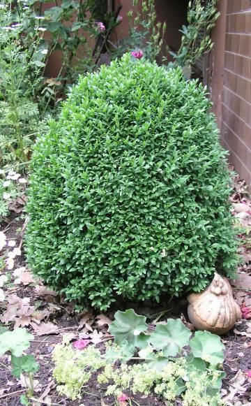 110 besten Garten Gräser und Pflanzenpflege Bilder auf Pinterest - abo mein schoner garten 110 besten Garten Gräser und Pflanzenpflege Bilder auf Pinterest - abo mein schoner garten