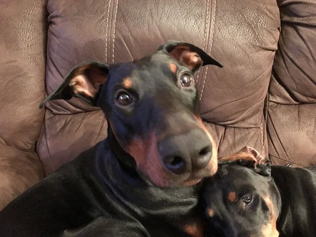 Is Your Dobermann Pinscher Driving You Crazy Within Hours Stop