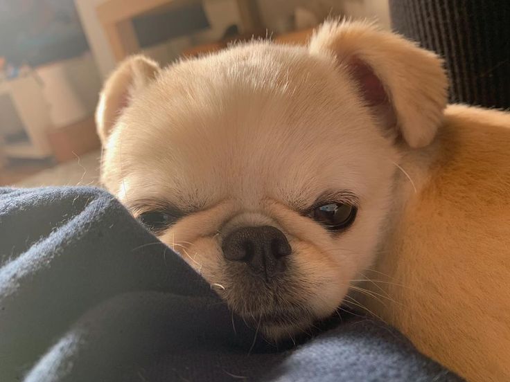 おもちくん On Instagram 彼 と家でゴロゴロした休日 匂わせ 休日 もち おもち おもちくん On Instagram 彼 と家でゴロゴロした休日 匂わせ 休日 もち おもち