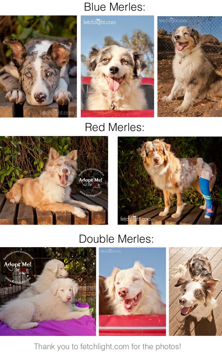 australian shepherd rescue california 19 best border collie u0026 australian shepherd rescue images on australian shepherd rescue california 19 best border collie u0026 australian shepherd rescue images on