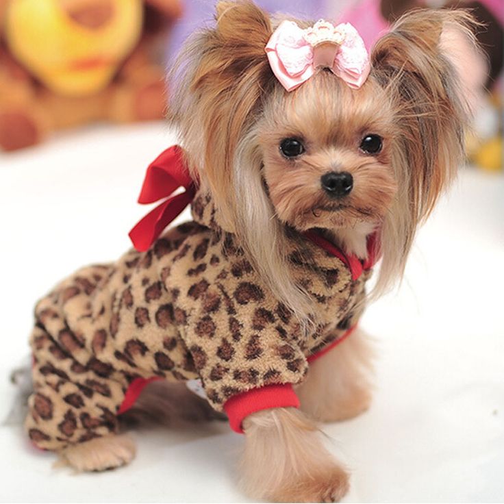 Best Dog Grooming Clippers For Yorkies Best Dog Grooming Clippers For Yorkies