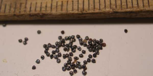 Flori De Piatra 4 Portulaca grandiflora (flori de piatra) seeds | Portulaca grandiflora ...