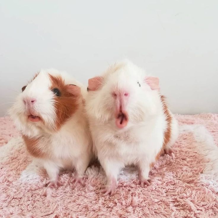 Shizuka Compartilhou Uma Publicacao No Instagram し ちゃんとみるく反抗期 モルモット アビシニアンモルモット 小動物 ふわもこ部 エキゾチックアニマル 可愛い 天竺鼠 豚鼠 モルモットのいる生活 いいね返し Si Publicacoes Shizuka Compartilhou Uma Publicacao No Instagram し ちゃんとみるく反抗期 モルモット アビシニアンモルモット 小動物 ふわもこ部 エキゾチックアニマル 可愛い 天竺鼠 豚鼠 モルモットのいる生活 いいね返し Si Publicacoes