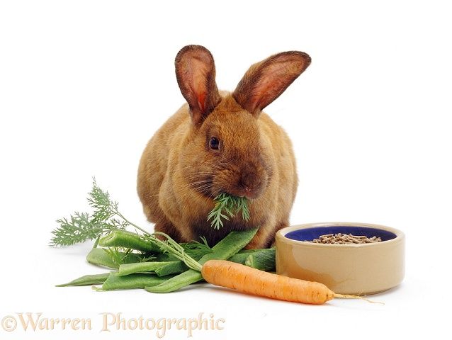 Fuck his watching wife Bunny vibrator carrot by ca exotics