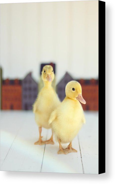 Ducks In The Neighborhood Canvas Print / Canvas Art by Amy Tyler