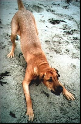 Pictures Of Large Furry Dogs Pictures Of Large Furry Dogs