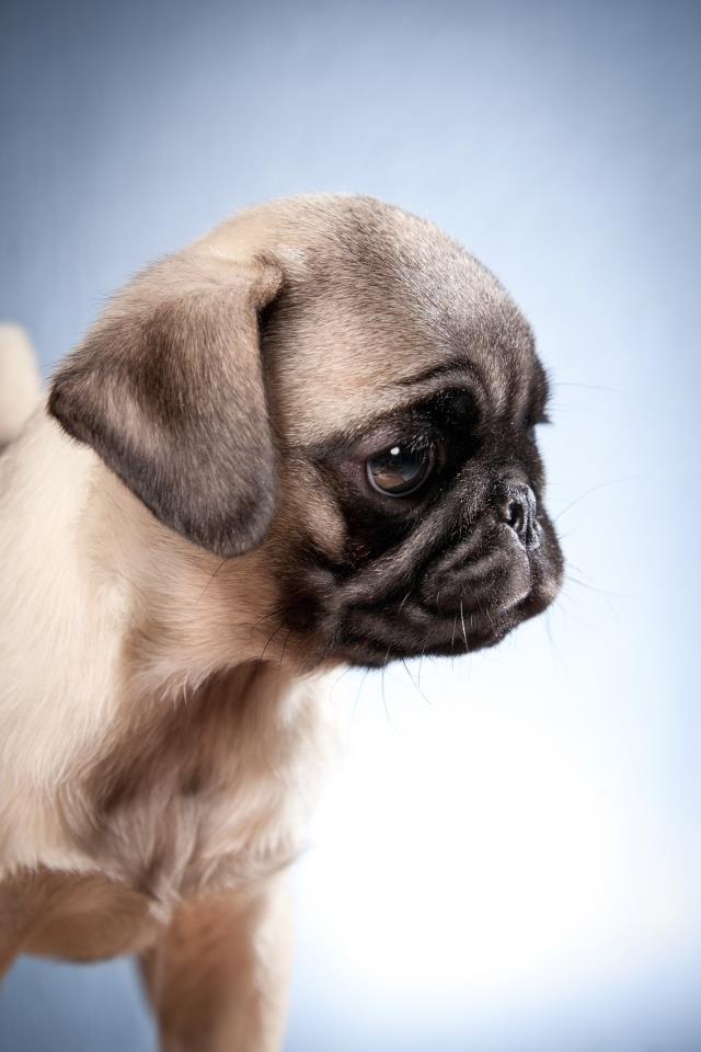 Ramona Peludo Jorge Caracheo Fan Nupec Cute Pug Puppies Cute Pugs Pug Puppies Ramona Peludo Jorge Caracheo Fan Nupec Cute Pug Puppies Cute Pugs Pug Puppies