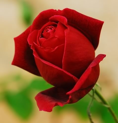 45 best red roses just for you chy images on giant paper flower kits