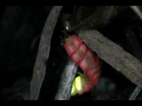 download pink glowworm download pink glowworm