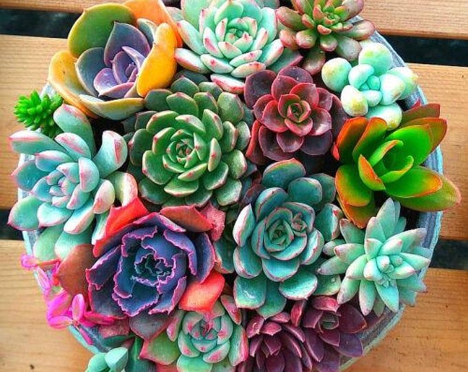 100pcs Succulent Seeds Lithops Rare Living Stones Plants Cactus Home Plant Hot 100pcs Succulent Seeds Lithops Rare Living Stones Plants Cactus Home Plant Hot