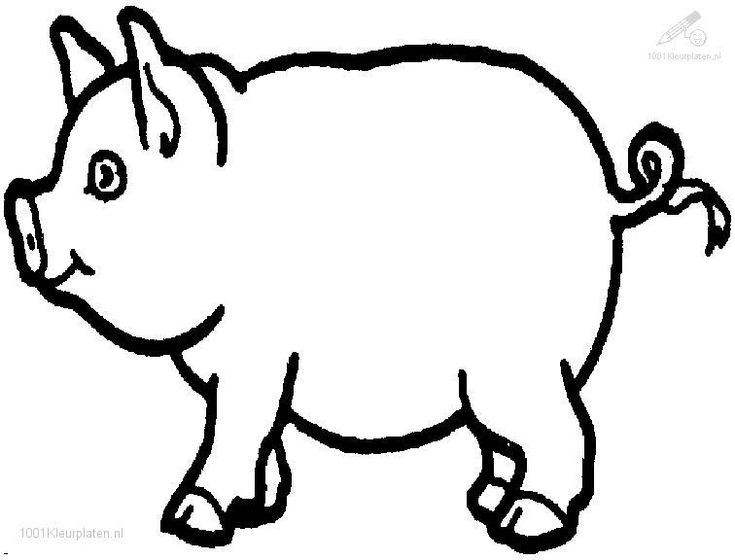 pig drawings 1001 coloringpages animals pig pig coloring page