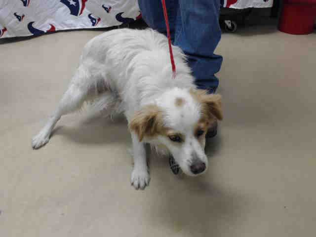 Best Places To Adopt A Dog In Houston Best Places To Adopt A Dog In Houston