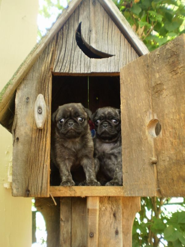 Pug Health And Food Celtic Pugs Johnstown Pa Brindle Pug Pug