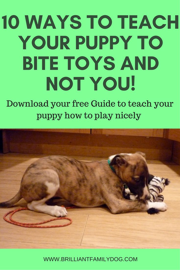 best way to stop puppy biting best 25 puppy biting ideas on a puppy stop puppy biting and best way to stop puppy biting best 25 puppy biting ideas on a puppy stop puppy biting and