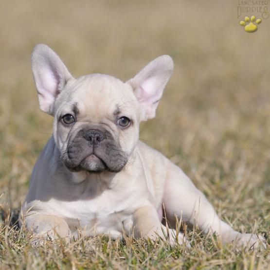 Chaz French Bulldog Puppy For Sale In Bucks County Pa