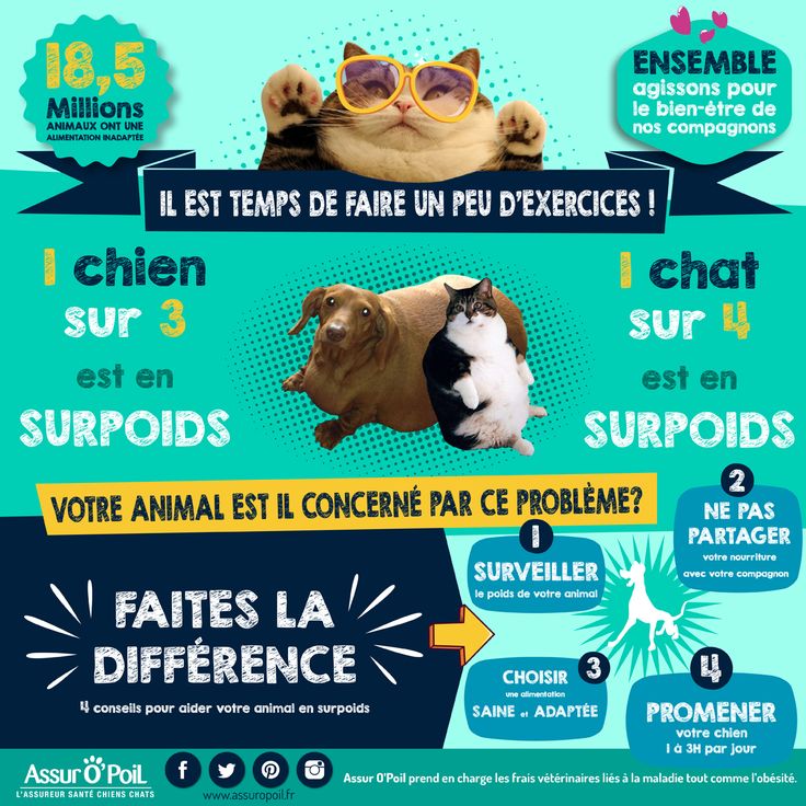 Les 25 meilleures idées de la catégorie Assurance chat sur Les 25 meilleures idées de la catégorie Assurance chat sur